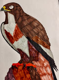 The Hawk