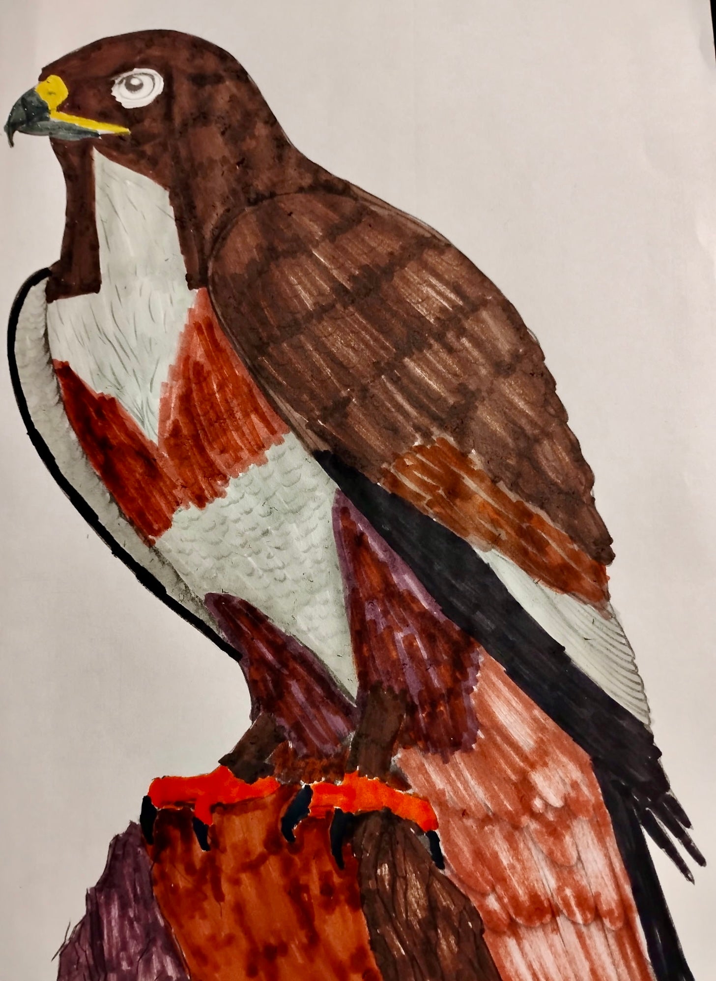 The Hawk